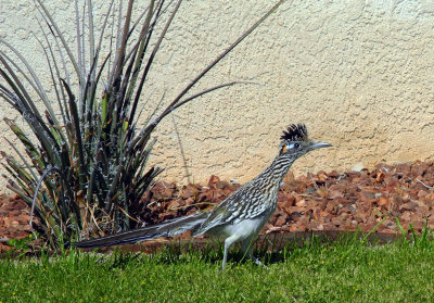 March 1 Roadrunner