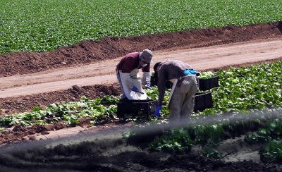 March 6, 2013 Field workers