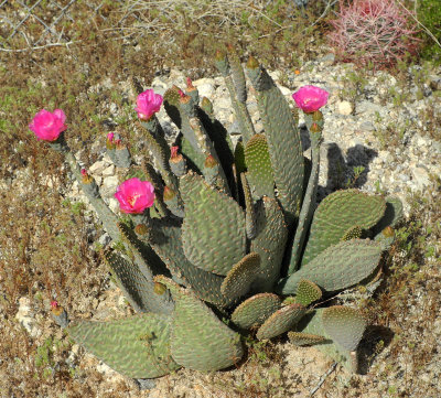 Cactus-in-bloom