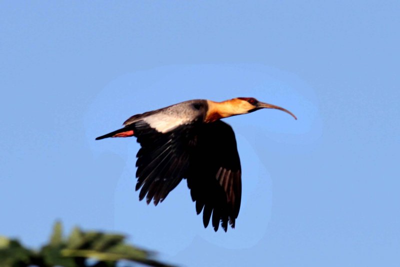 Buff-necked Ibis 121112. Photo  Stefan Lithner