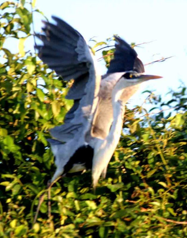 Coqoi Heron 121109. Photo  Stefan Lithner