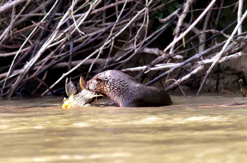 Neotropical River Otter  with Bottom-feedier Fish (Hypostomus sp.). Photo  Stefan Lithner
