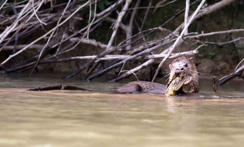 Neotropical River Otter  with Bottom-feedier Fish (Hypostomus sp.). Photo  Stefan Lithner