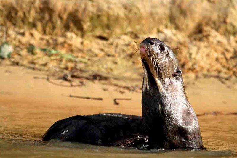Giant Otter. Photo  Stefan Lithner 