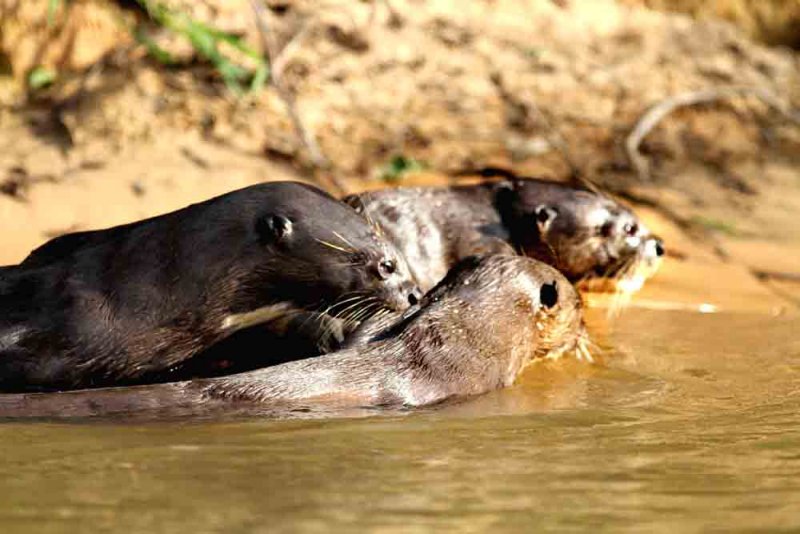 Giant Otter. Photo  Stefan Lithner