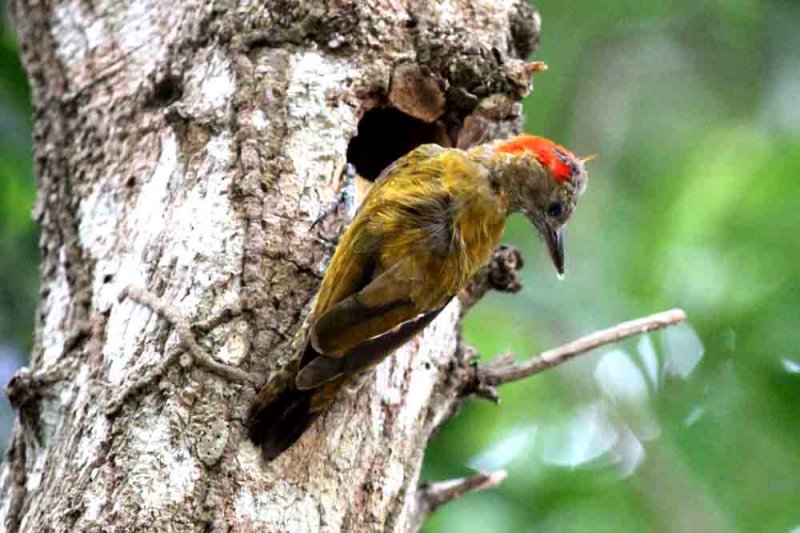 Little Woodpecker. Photo  Stefan Lithner