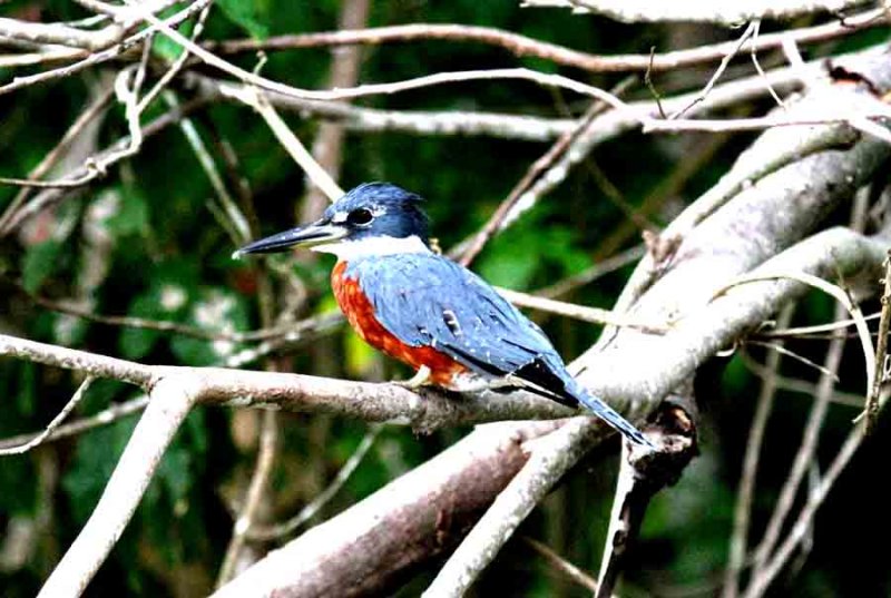 Ringed Kingfisher male. Photo  Stefan Lithner