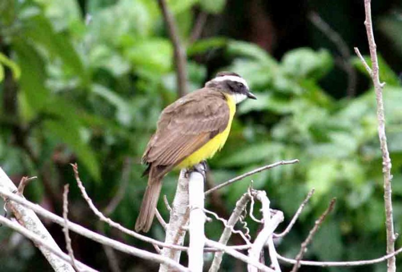 Rusty-margined Flycatcher. Photo  Stefan Lithner