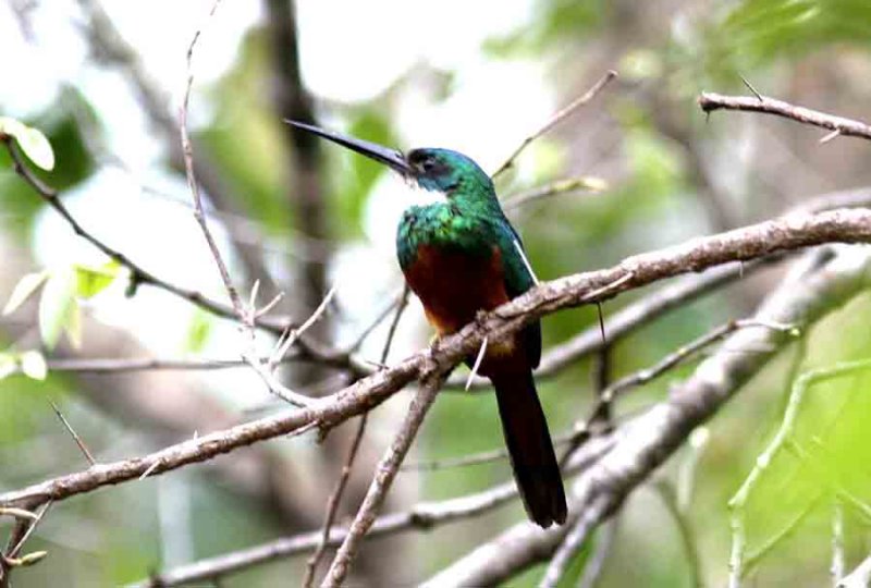 Rufous-tailed Jacamar. Photo  Stefan Lithner