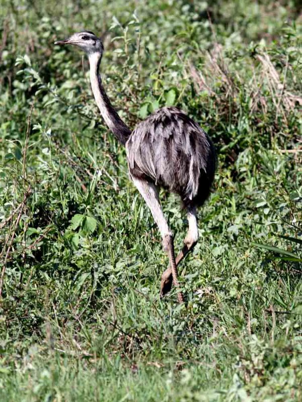 Greater Rhea. Photo  Stefan Lithner