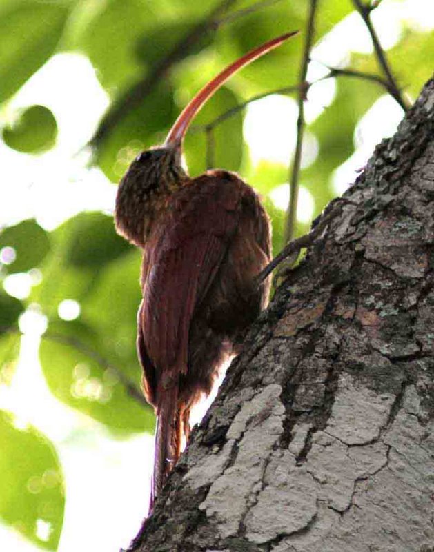 Red-billed Scythebill. Photo  Stefan Lithner