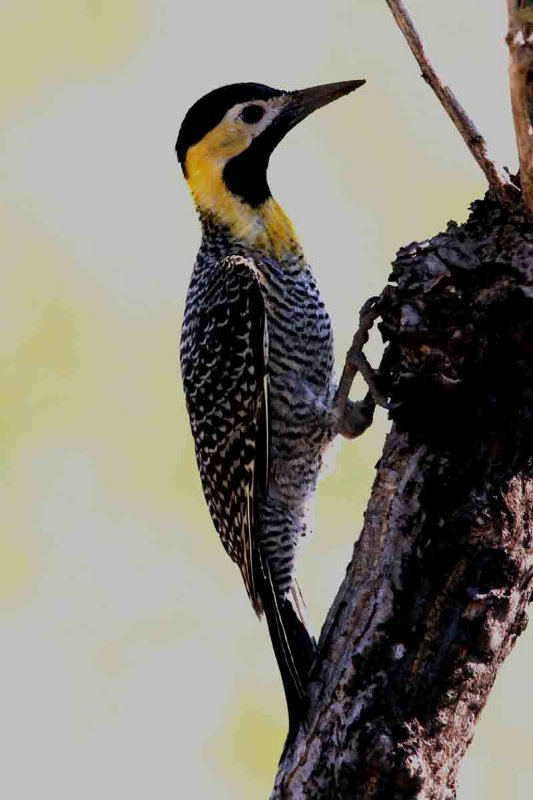 Campo Flicker . Photo  Stefan Lithner