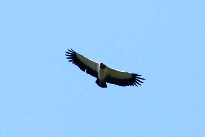 King Vulture adult . Photo  Stefan Lithner