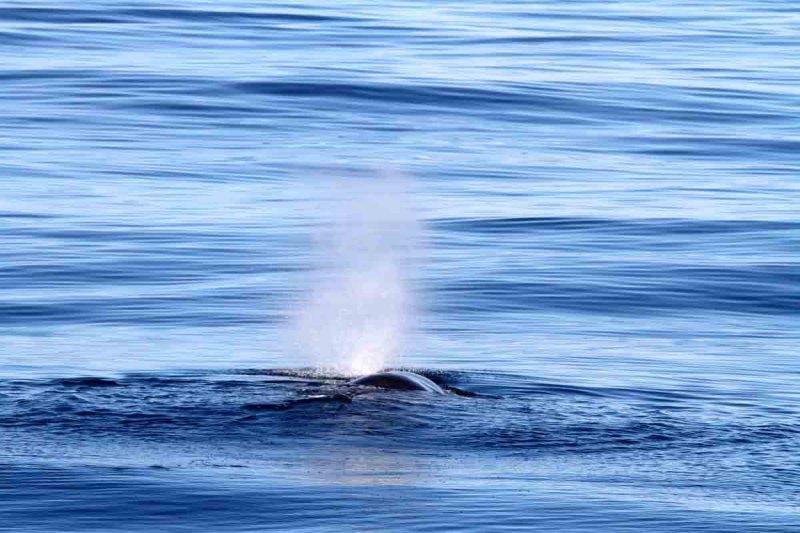 Sperm Whale male; blowing. Photo  Stefan Lithner 