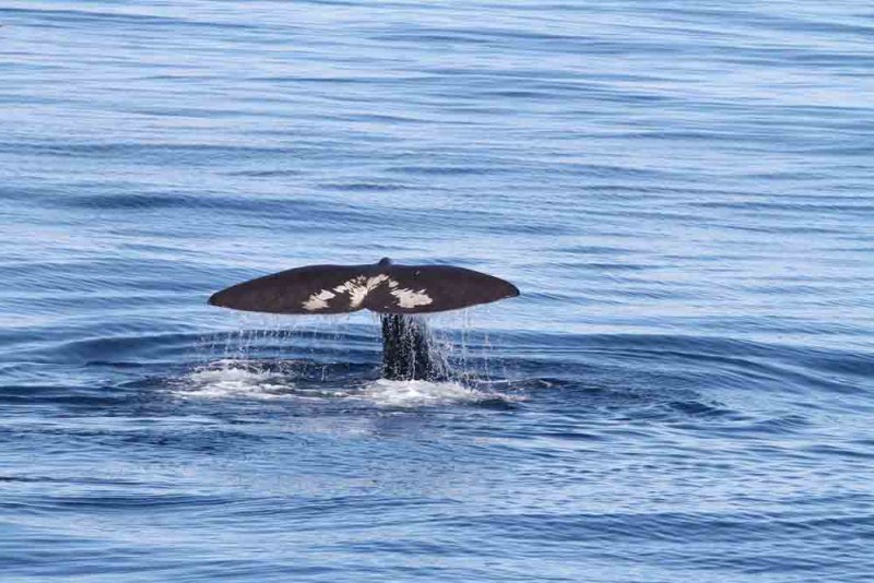 The larger individual (~ 50 tons) identified by tail pattern. Photo  Stefan Lithner