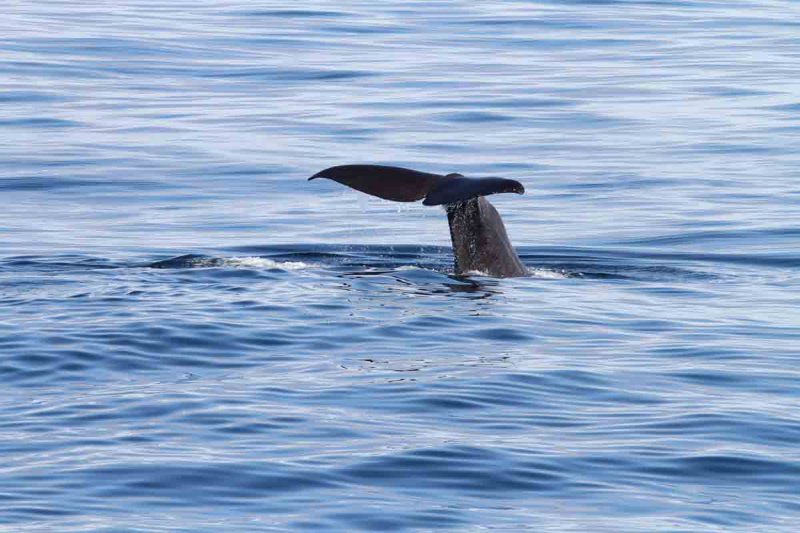 The smaller individual (~ 42 tons) identified by tail pattern. Photo  Stefan Lithner