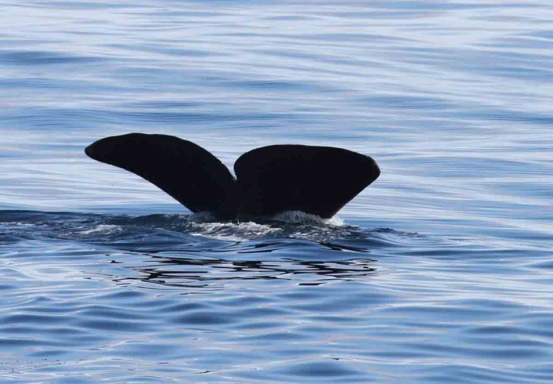 Sperm Whale male; waving goodbye for about 45 minutes. Photo  Stefan Lithner