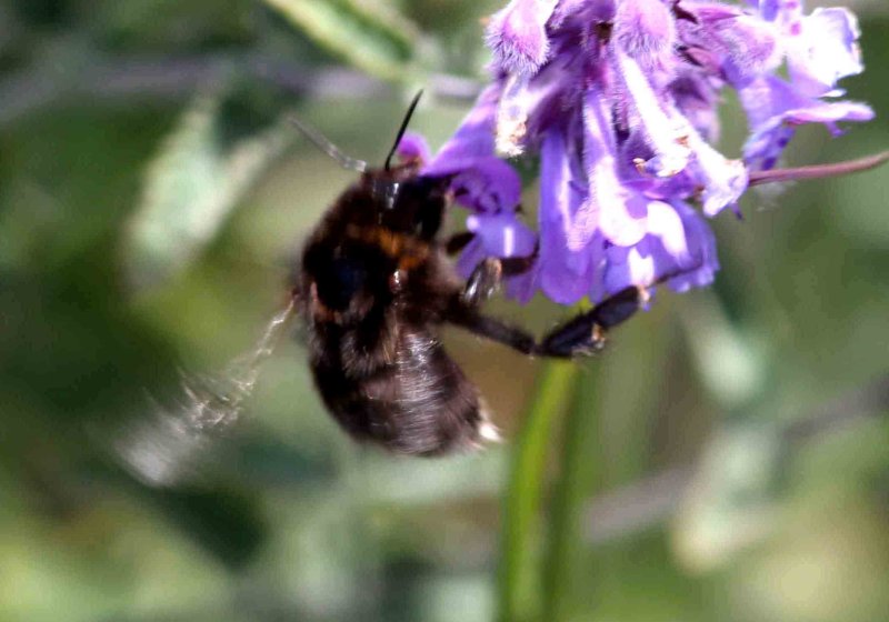 Bombus subterraneus (vallhumla) Vngs Acc. to www.artportalen.se first report for Blekinge since 1936. Photo  Stefan Lithner