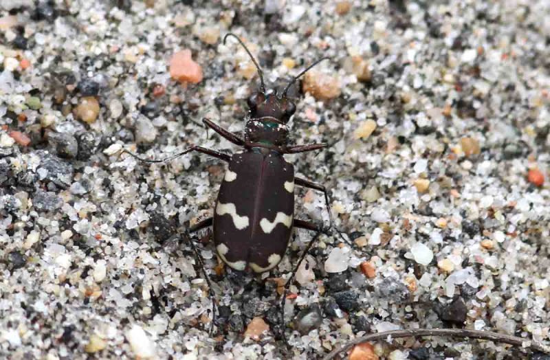 Cicindela maritima (strandsandjgare) Mjlln (Mpd). Photo  Stefan Lithner