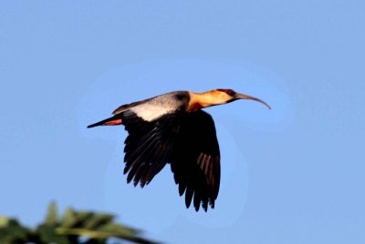 Buff-necked Ibis 121112. Photo  Stefan Lithner