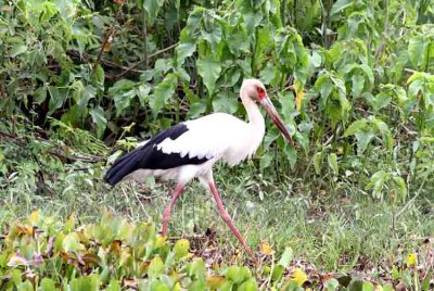 Maguari Stork 121105. Photo  Stefan Lithner