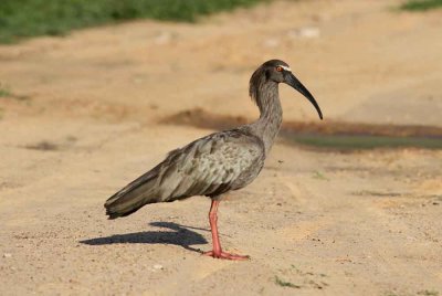 Plumbeous Ibis 121110. Photo  Stefan Lithner