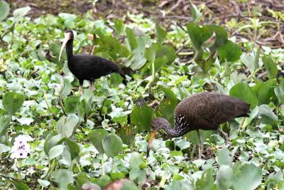 Bare-faced Ibis  n Limpkin 121108. Photo  Stefan Lithner