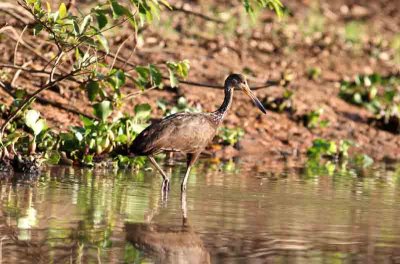 Limpkin 121109. Photo  Stefan Lithner