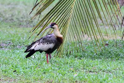 Buff-necked Ibis 121106. Photo  Stefan Lithner