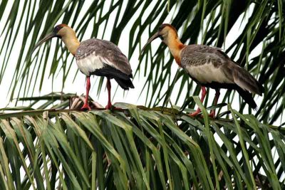 Buff-necked Ibis 121108. Photo  Stefan Lithner