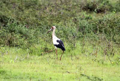 Maguari Stork 121108. Photo  Stefan Lithner