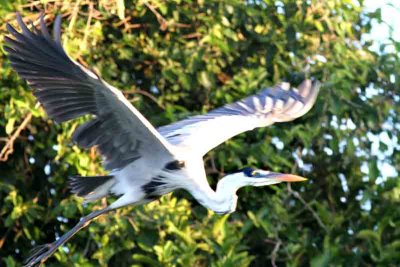 Coqoi Heron 121108. Photo  Stefan Lithner