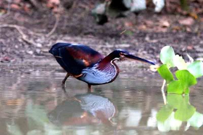 Agami Heron  121109. Photo  Stefan Lithner