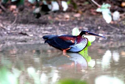 Agami Heron 121109. Photo  Stefan Lithner