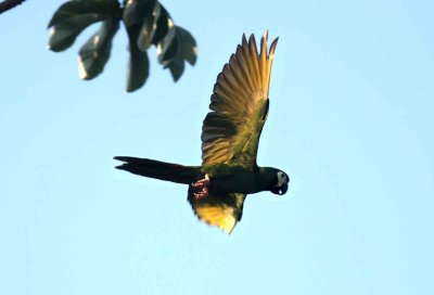 Parrots Parakeets Amazons Macaws Brazil 2012