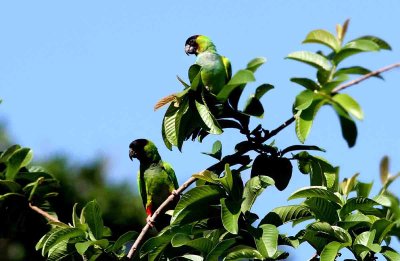 Black-hooded Parakeet. Photo  Stefan Lithner