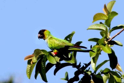 Black-hooded Parakeet. Photo  Stefan Lithner