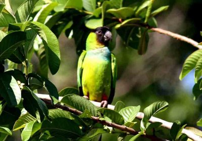 Black-hooded Parakeet. Photo  Stefan Lithner