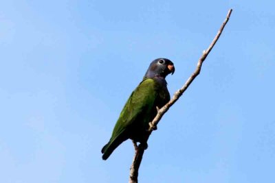 Blue-headed Parrot. Photo  Stefan Lithner