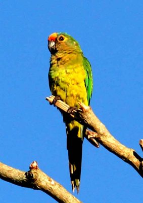 Peach-fronted Parakeet. Photo  Stefan Lithner