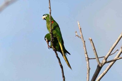 Red-shouldered Macaw. Photo  Stefan Lithner