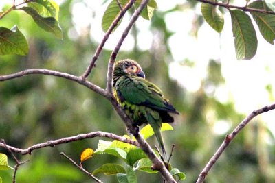 Dusky-headed Parakeet . Photo  Stefan Lithner