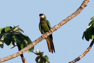 Golden-collared Macaw. Photo  Stefan Lithner