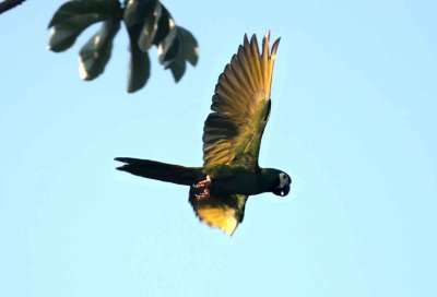 Golden-collared Macaw. Photo  Stefan Lithner