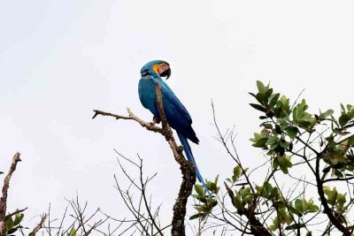Blue-and-yellow Macaw . Photo  Stefan Lithner
