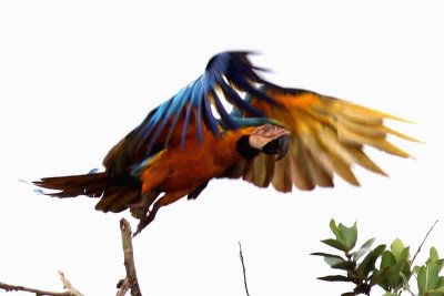 Blue-and-yellow Macaw . Photo  Stefan Lithner