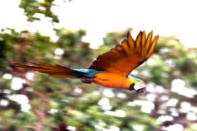 Blue-and-yellow Macaw . Photo  Stefan Lithner
