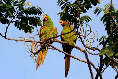 Yellow-chevroned Parakeet. Photo  Stefan Lithner