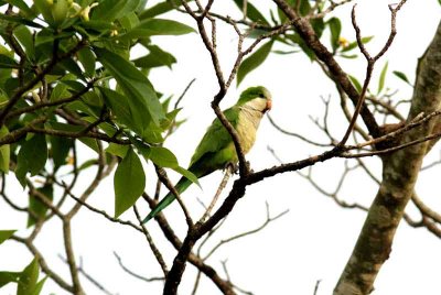 Monk Parakeet. Photo  Stefan Lithner