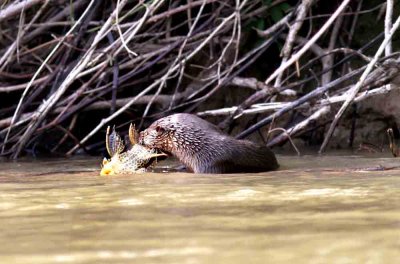 Neotropical River Otter  with Bottom-feedier Fish (Hypostomus sp.). Photo  Stefan Lithner
